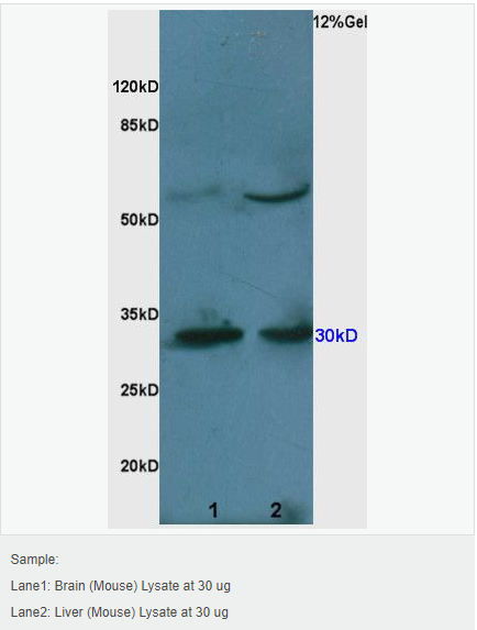 60594c18c8bea.png image.png