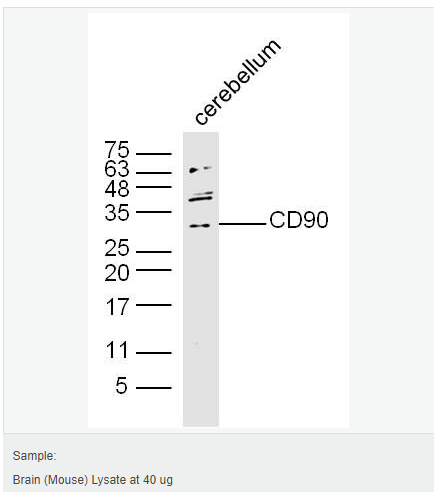 60595dccbbe77.png image.png