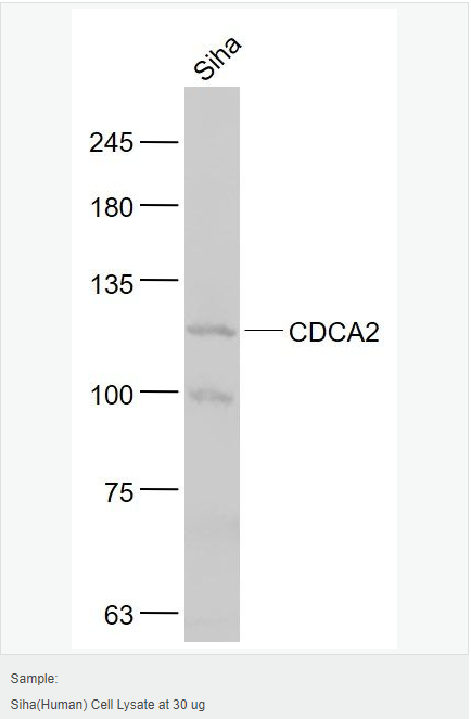 605aca26238a7.png image.png