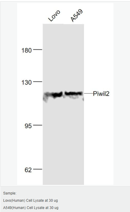 60619a09777cb.png image.png