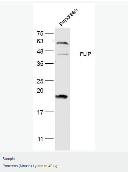 60641f8a42dbb.png image.png